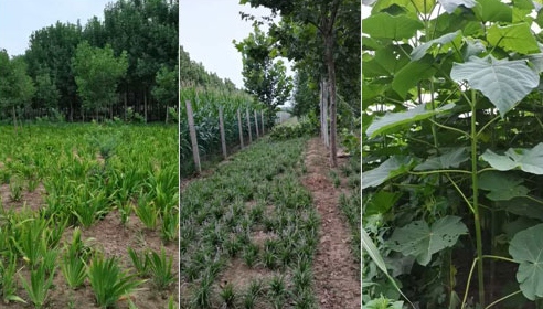 如何確定河南白蠟苗的施肥量？